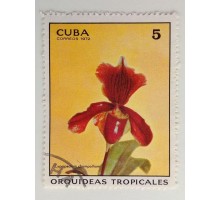 Куба 1972. Цветы (1102)