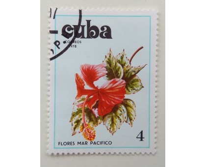 Куба 1978. Цветы (1118)