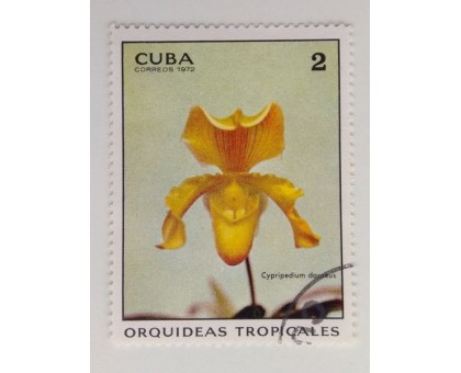 Куба 1972. Цветы (1098)