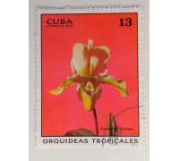 Куба 1972. Цветы (1099)