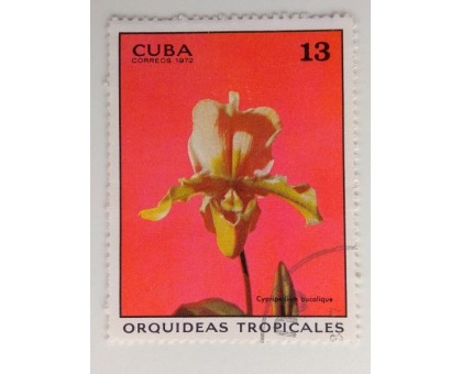 Куба 1972. Цветы (1099)