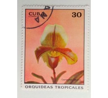 Куба 1972. Цветы (1100)
