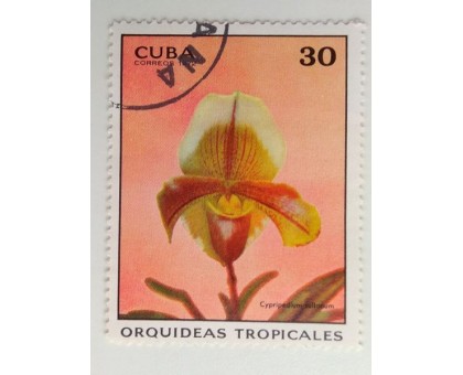 Куба 1972. Цветы (1100)