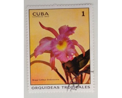 Куба 1972. Цветы (1101)