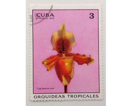 Куба 1972. Цветы (1104)