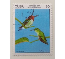 Куба 1977. Птицы (1111)