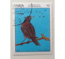 Куба 1977. Птицы (1112)