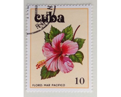Куба 1978. Цветы (1121)